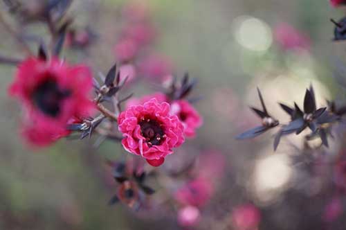 樹木の種類と選び方