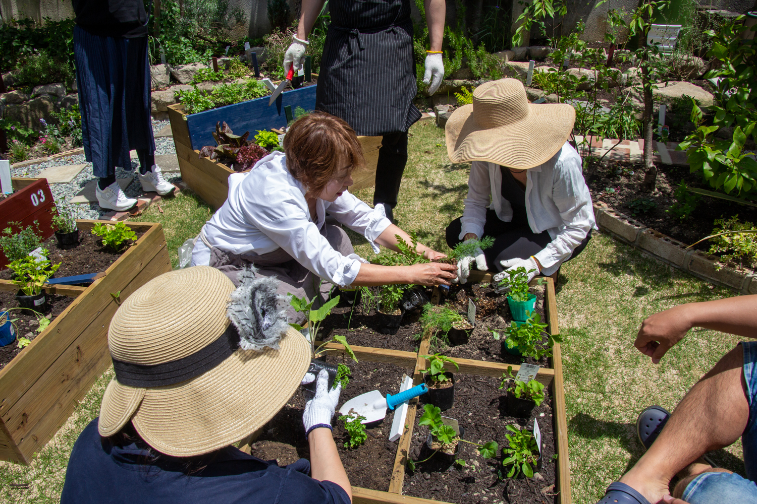 庭と料理を紡ぐ菜園（家庭菜園）