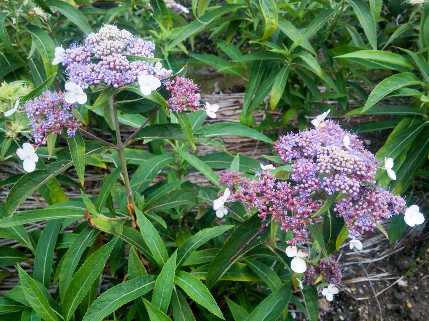 庭に植えたい珍しい植物