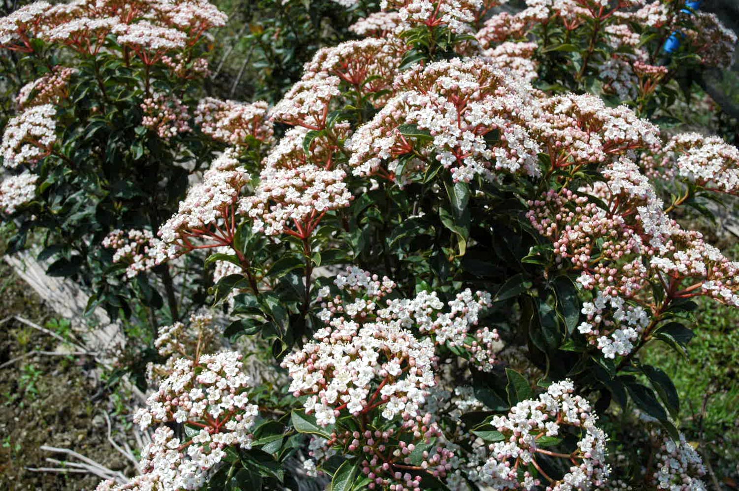 庭に植えたい珍しい植物