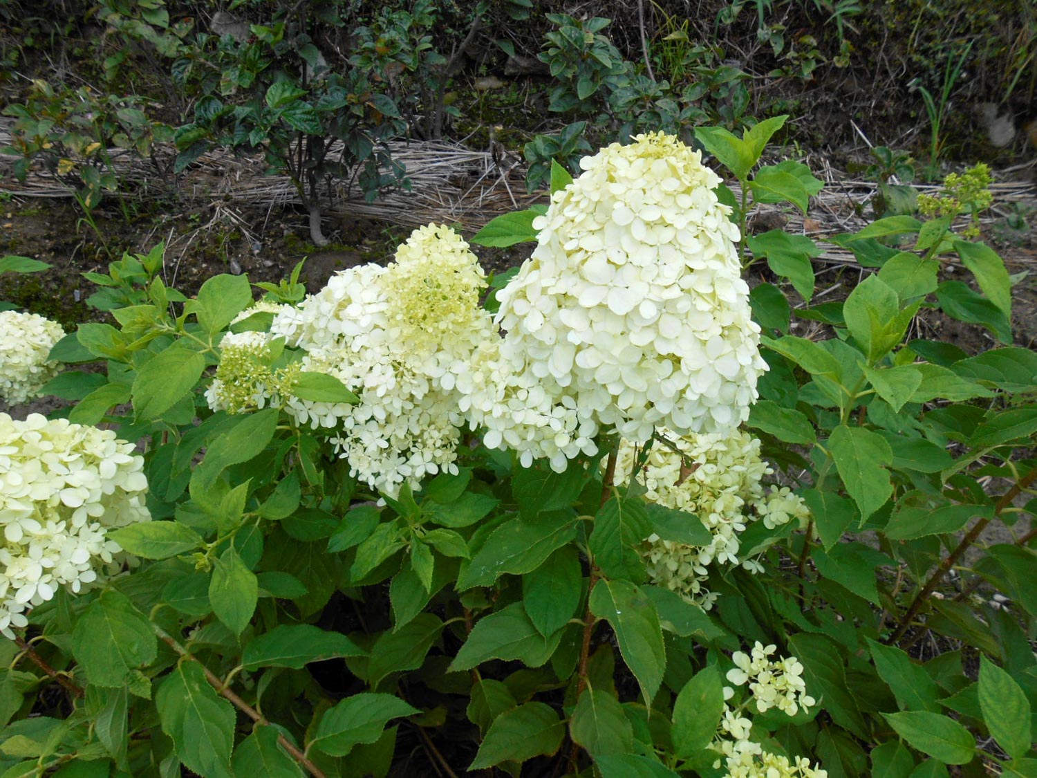 庭に植えたい珍しい植物