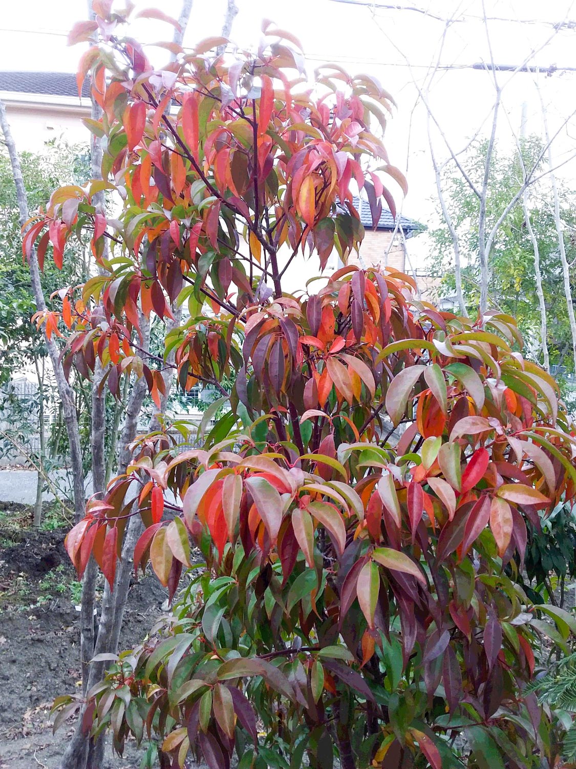 庭に植えたい珍しい植物