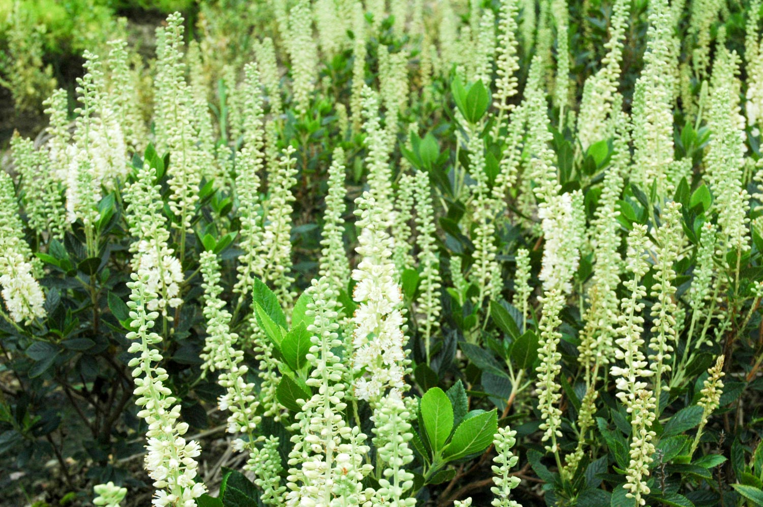 庭に植えたい珍しい植物