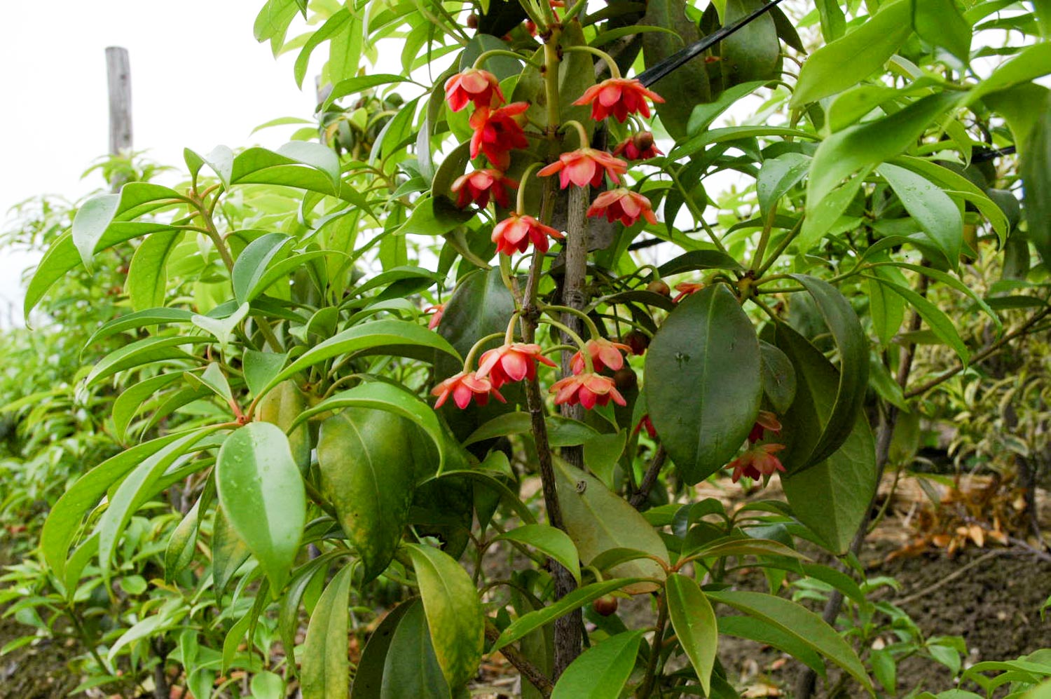 庭に植えたい珍しい植物