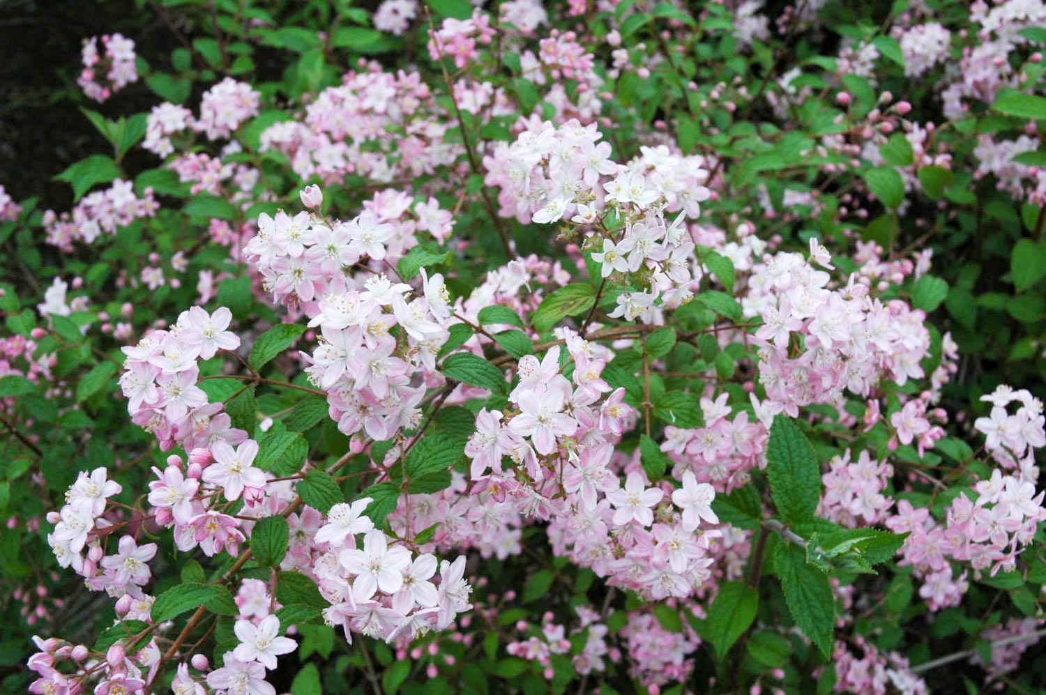 庭に植えたい珍しい植物
