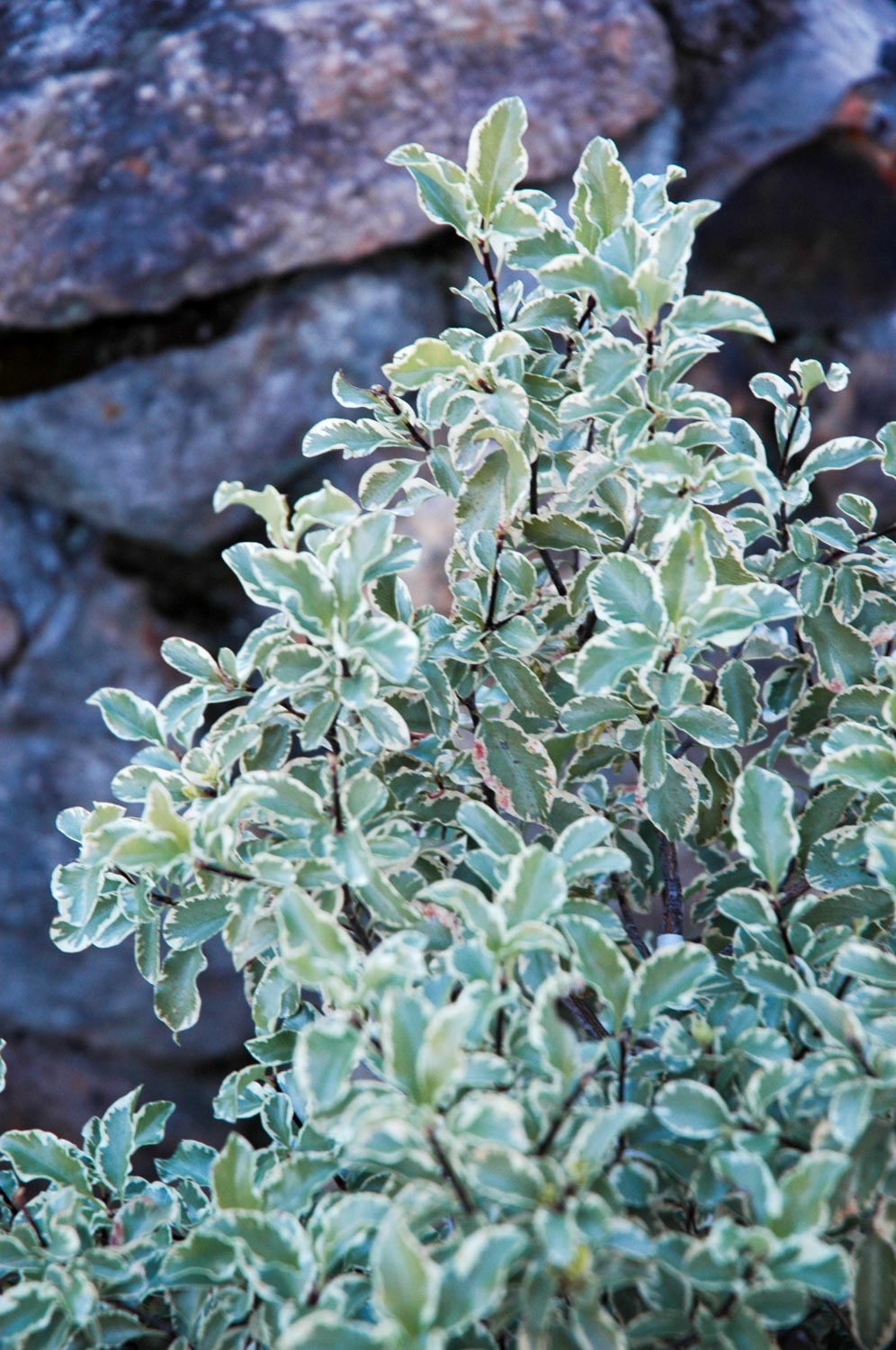 庭に植えたい珍しい植物