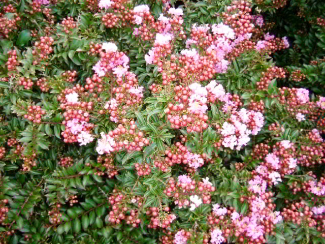 庭に植えたい珍しい植物