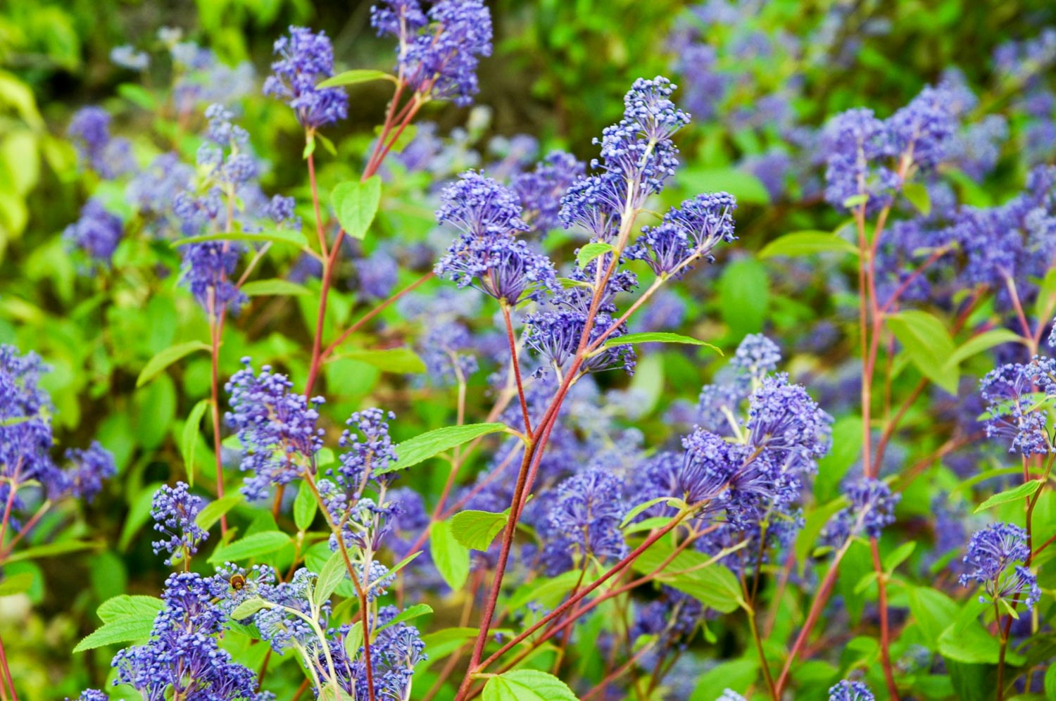 庭に植えたい珍しい植物