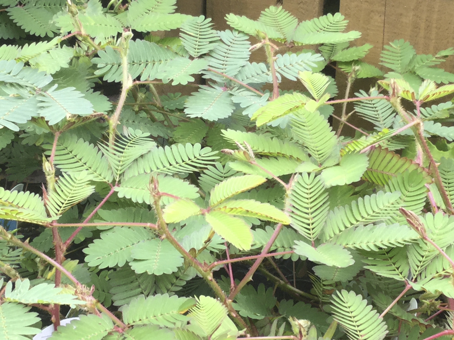 子どもや孫が喜ぶ植物