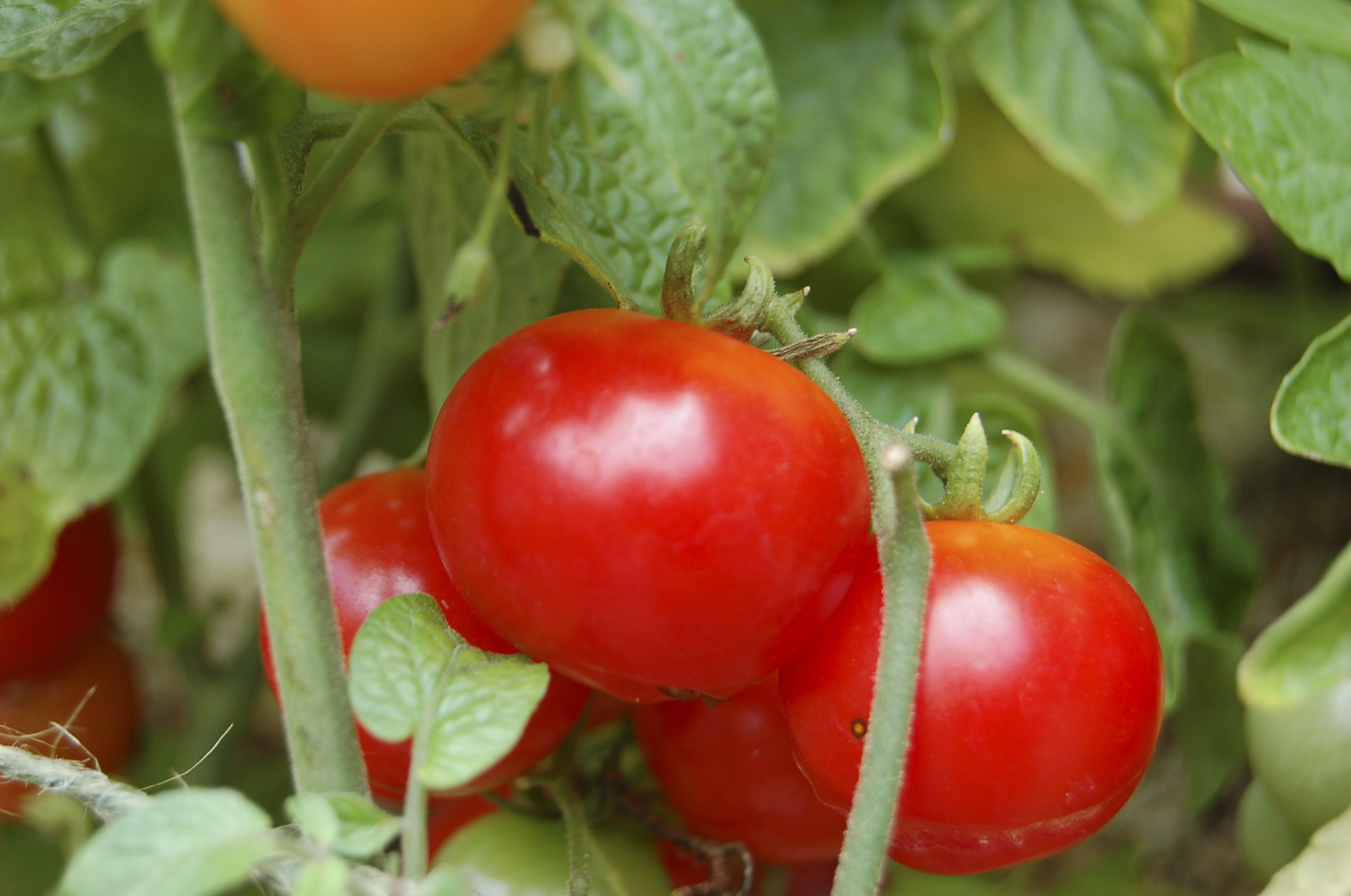 子どもや孫が喜ぶ植物