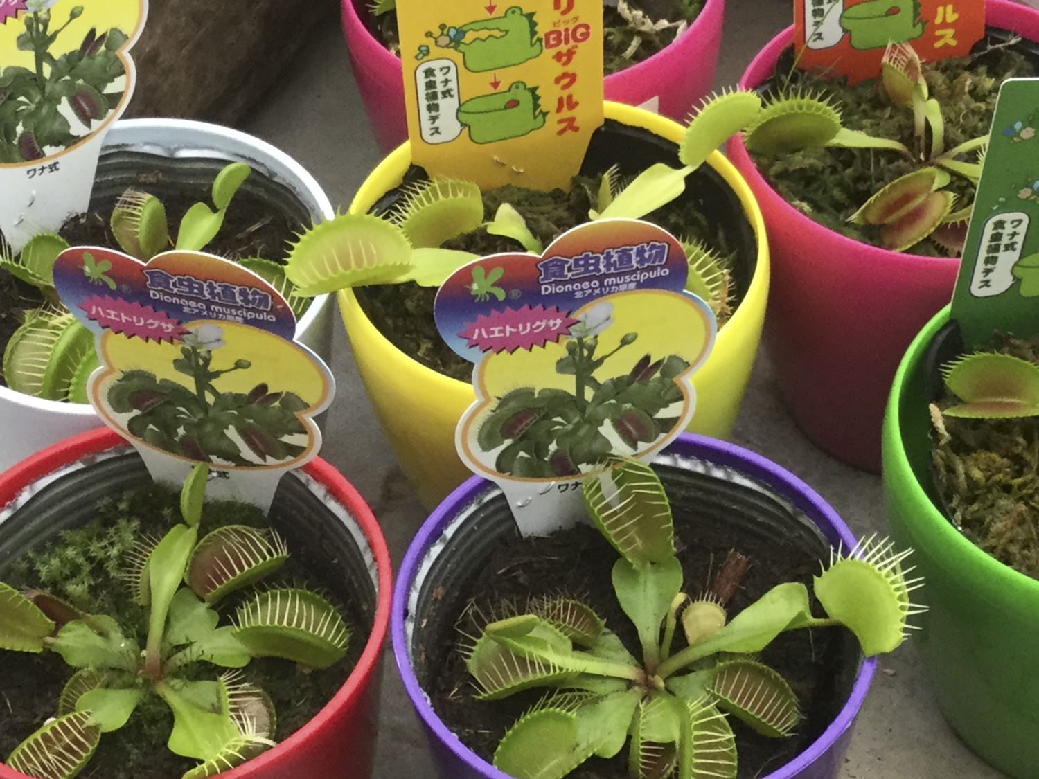 子どもや孫が喜ぶ植物