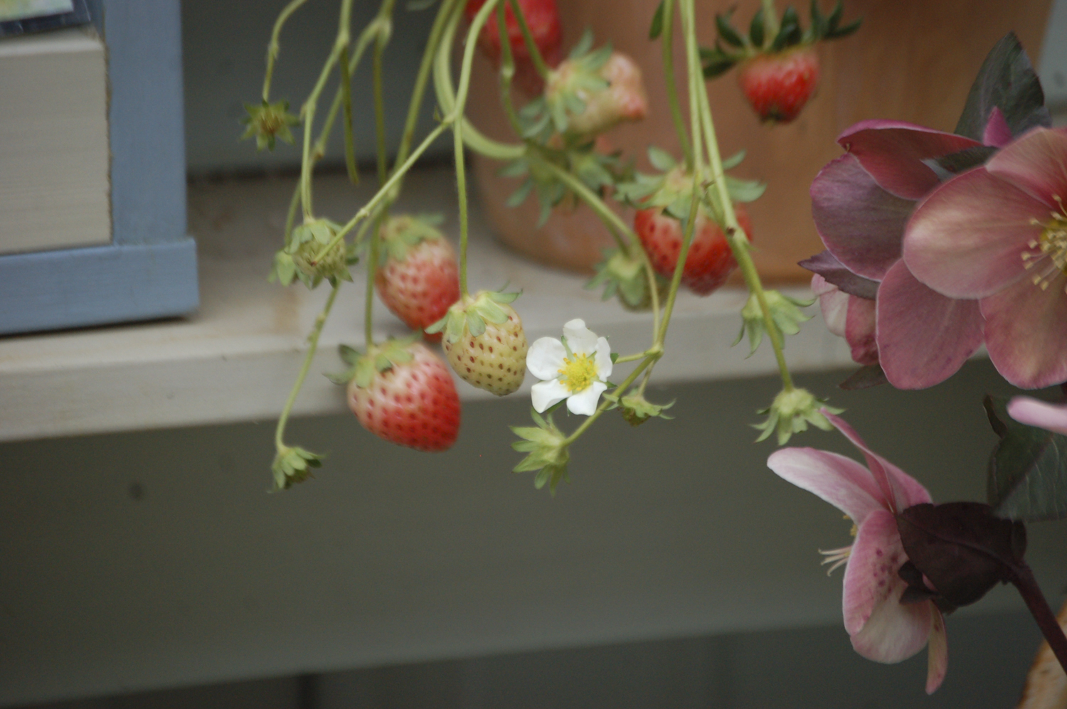 子どもや孫が喜ぶ植物