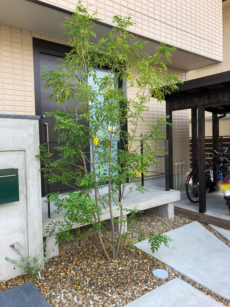 庭に植えたい樹木（シンボルツリー）や植物