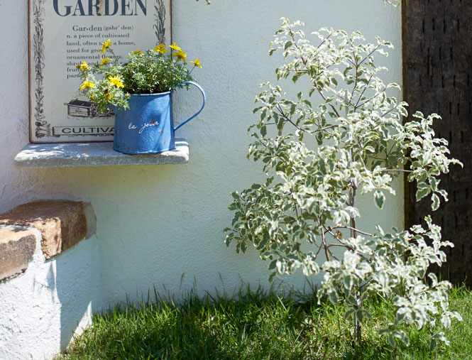 庭に植えたい樹木（シンボルツリー）や植物