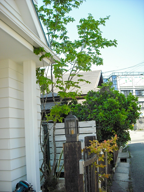 庭に植えたい樹木（シンボルツリー）や植物