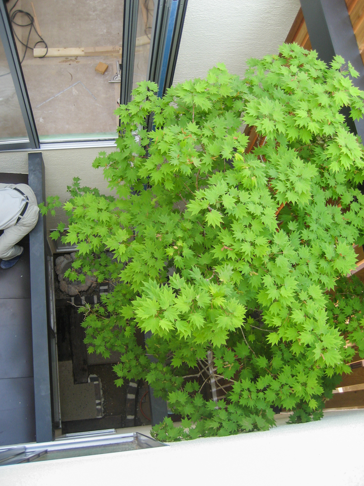 庭に植えたい樹木（シンボルツリー）や植物