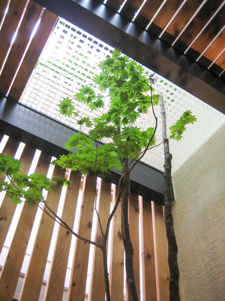 庭に植えたい樹木（シンボルツリー）や植物