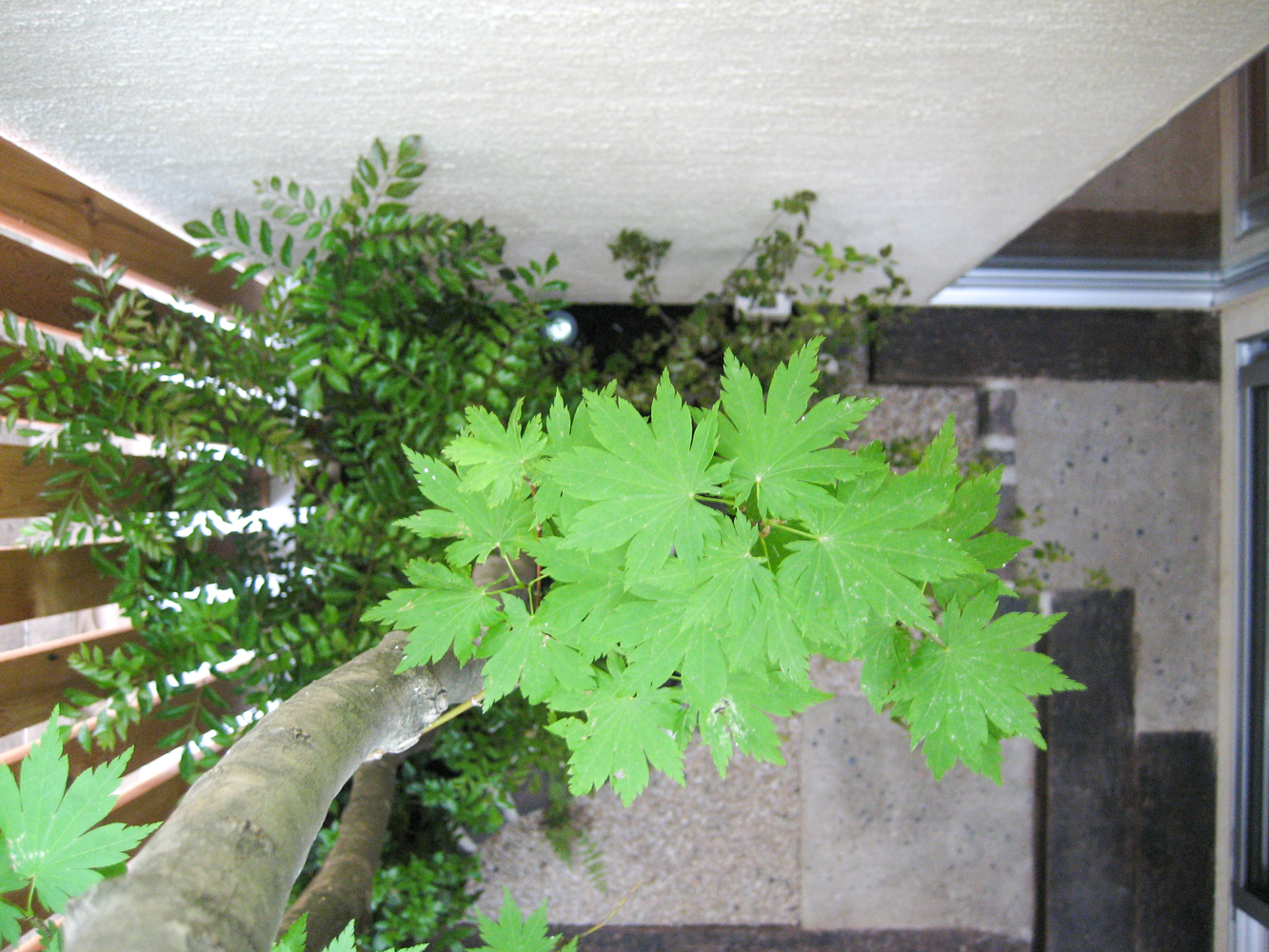 庭に植えたい樹木（シンボルツリー）や植物
