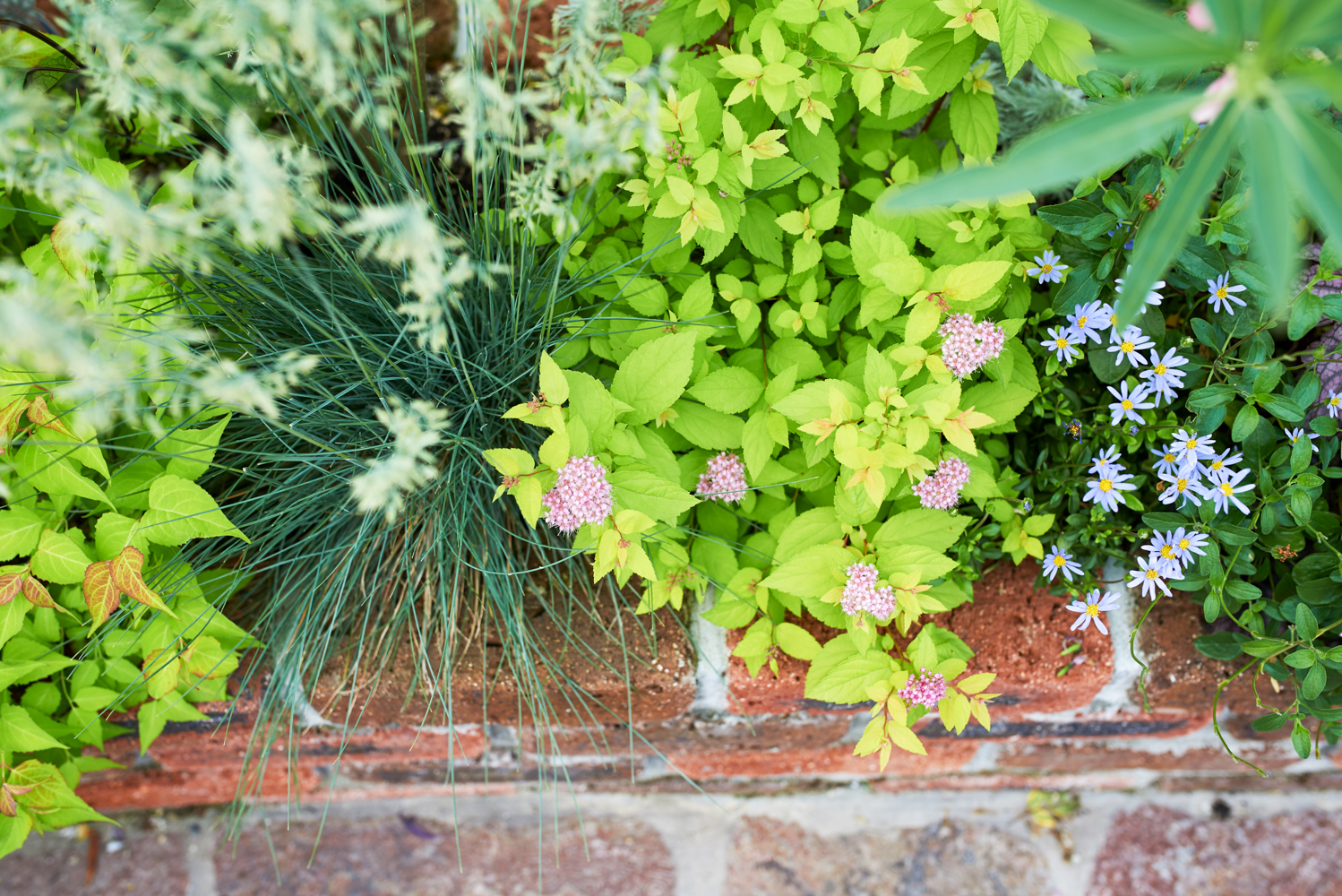 庭に植えたい樹木（シンボルツリー）や植物