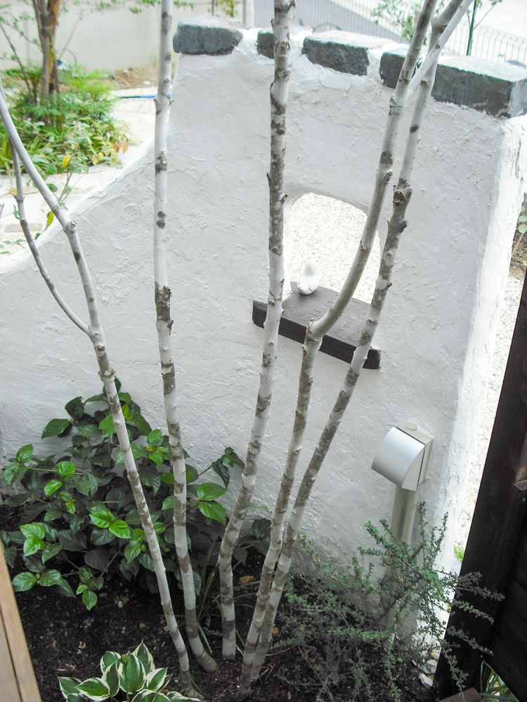 庭に植えたい樹木（シンボルツリー）や植物