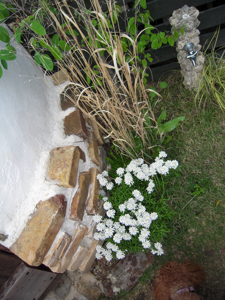 庭に植えたい樹木（シンボルツリー）や植物