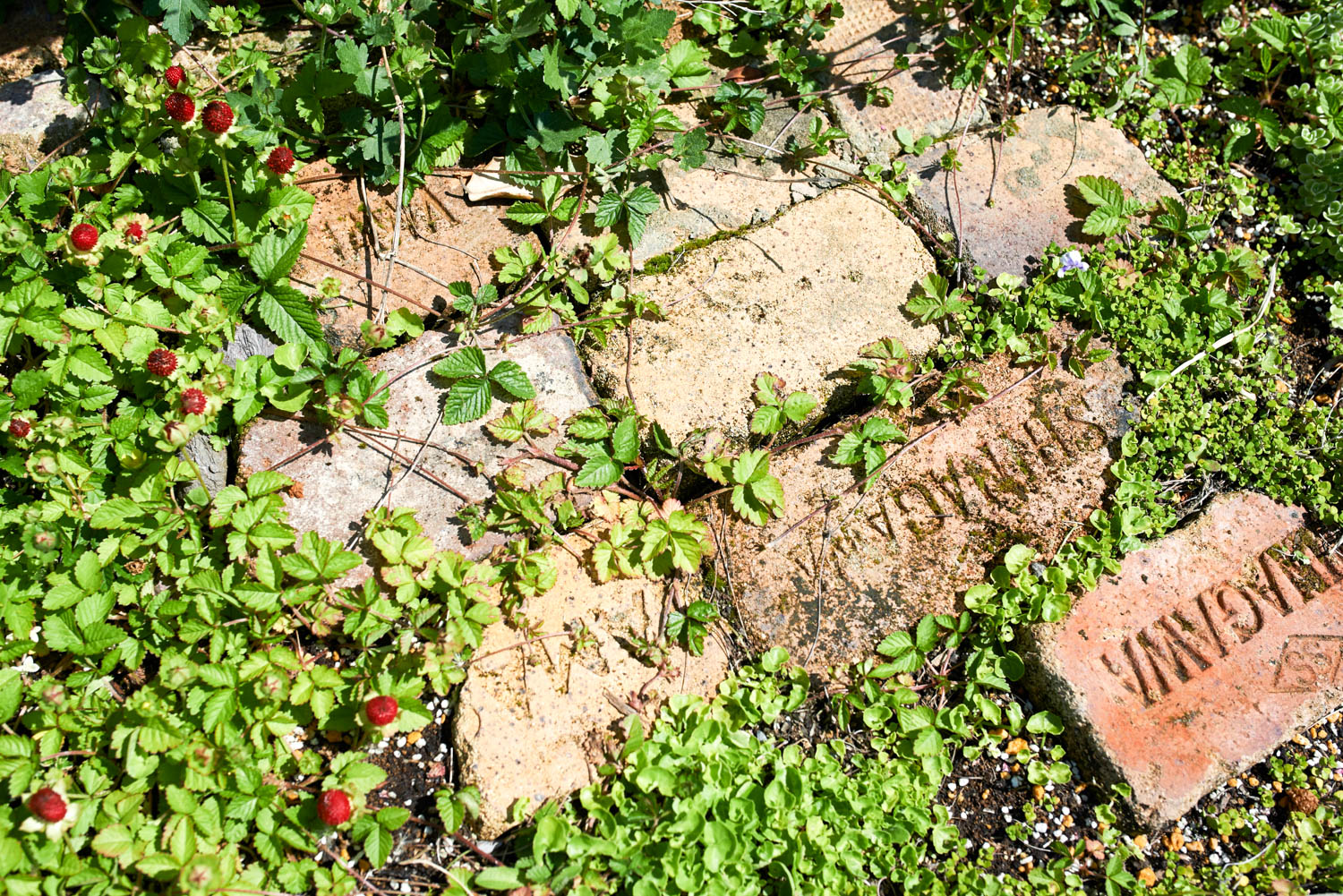 無機質な庭をナチュラルテイストの庭にリフォーム