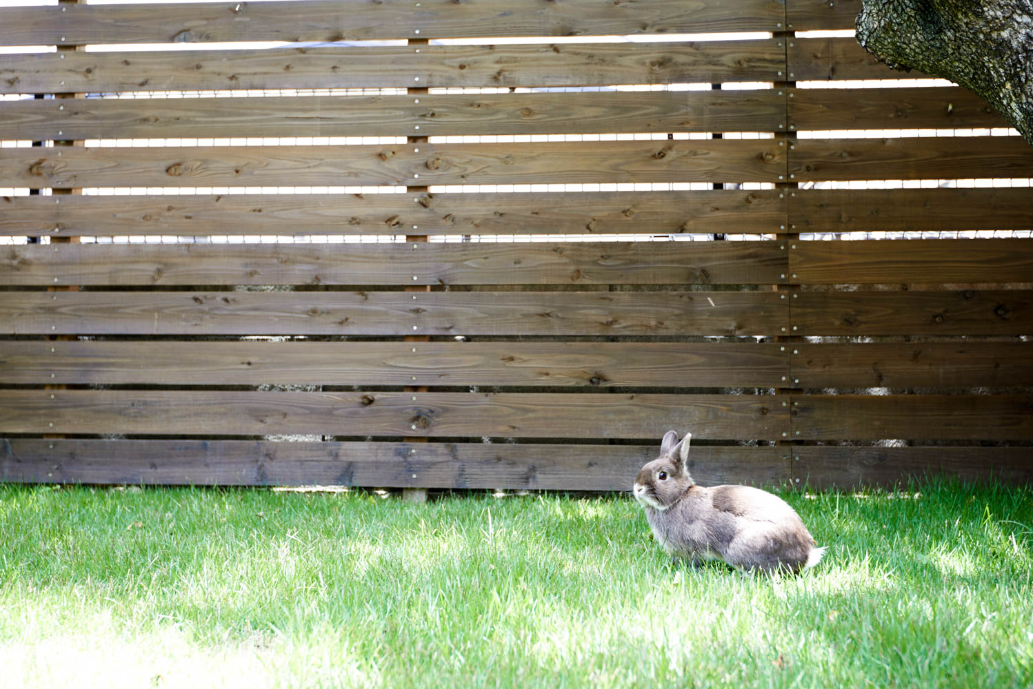フィトライフのリフォーム（ペットの遊び場）