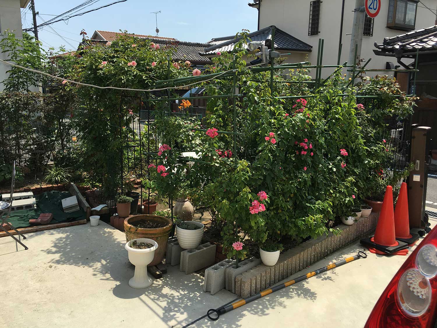 バラと家庭差延を楽しむ