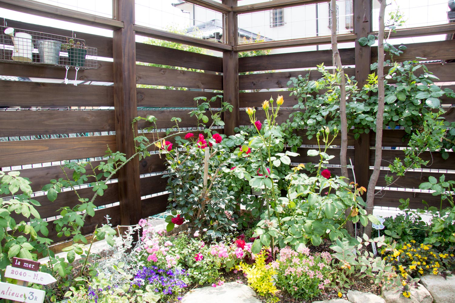 バラと家庭差延を楽しむ