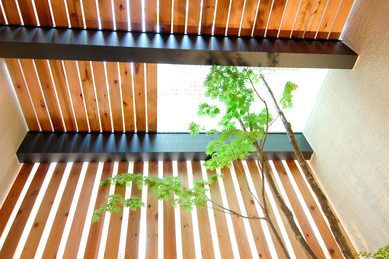 無一本のコハウチワモミジを３度楽しむことのできる坪庭