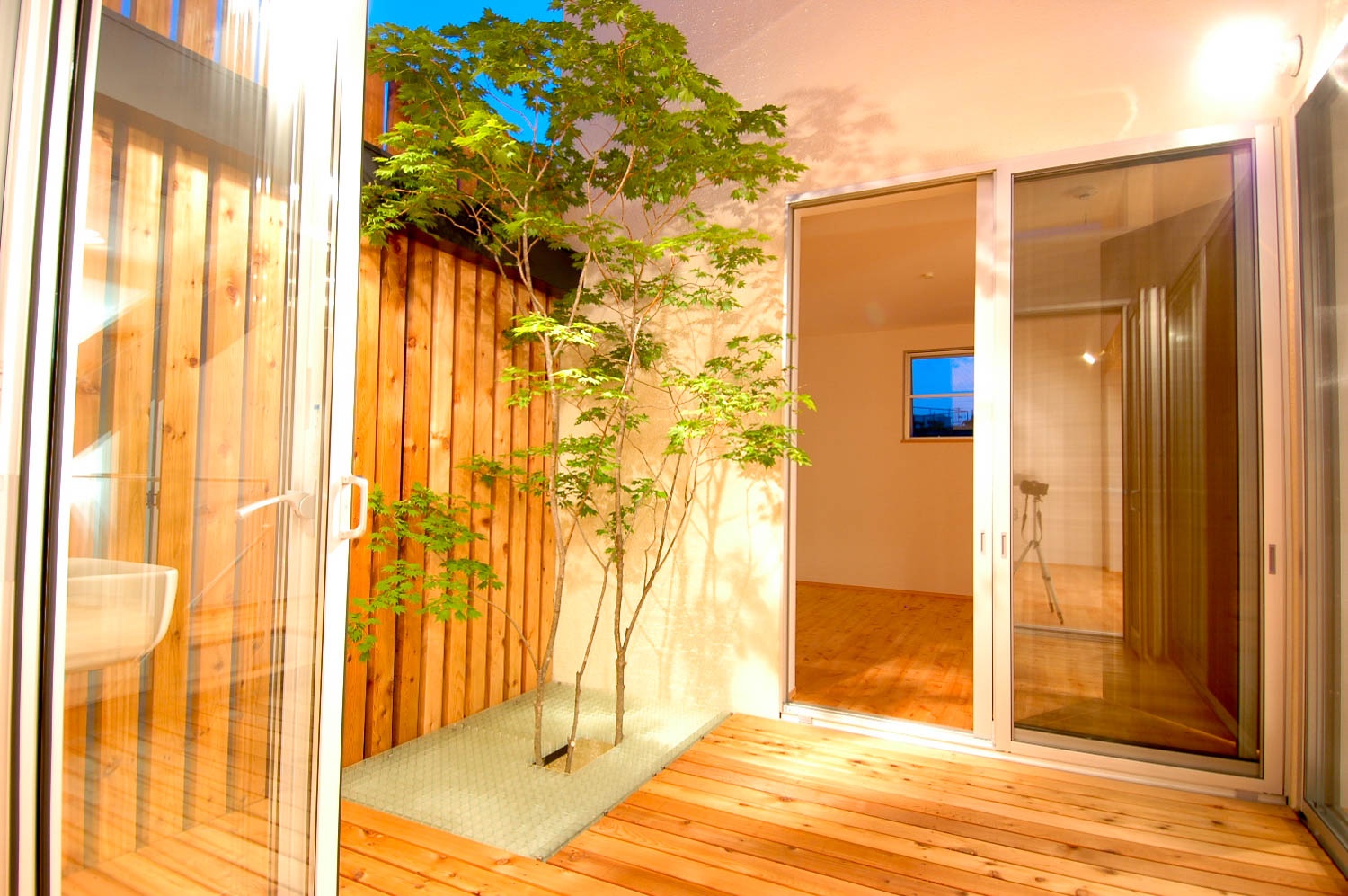 無一本のコハウチワモミジを３度楽しむことのできる坪庭