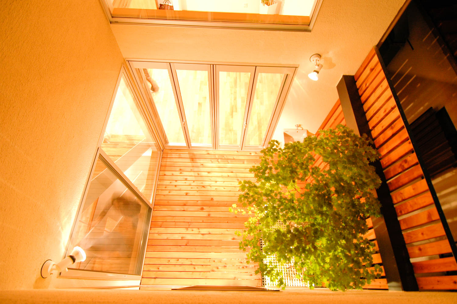 無一本のコハウチワモミジを３度楽しむことのできる坪庭